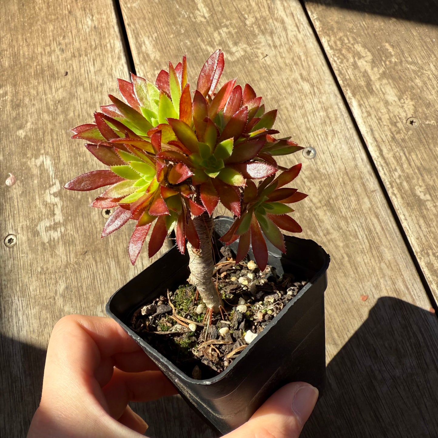1908 墨西哥烟花