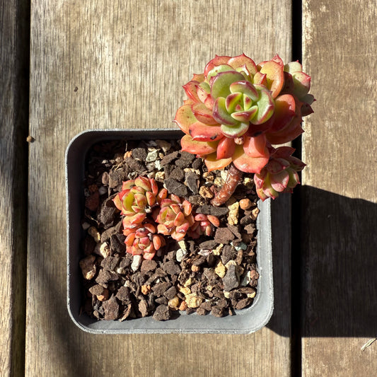 1908 Echeveria Agnes Rose