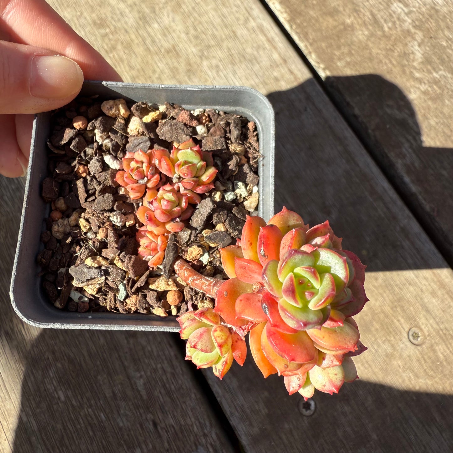 1908 Echeveria Agnes Rose