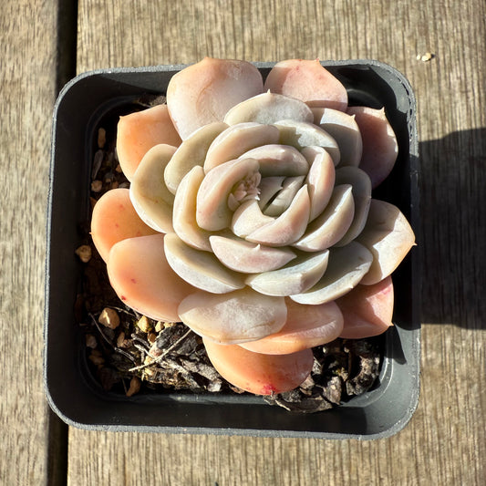 1908 Echeveria elegans 'Cream Berry'