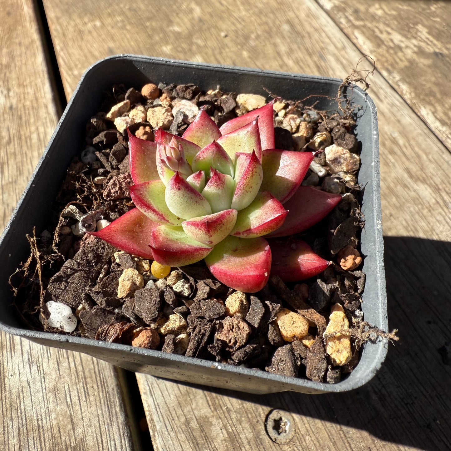 1908 Echeveria Dream Queen