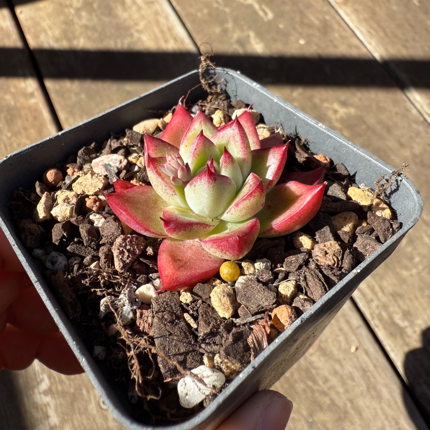 1908 Echeveria Dream Queen