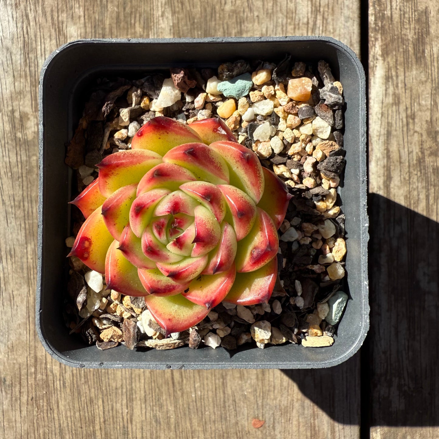 1908 Echeveria 'Moon Stone'