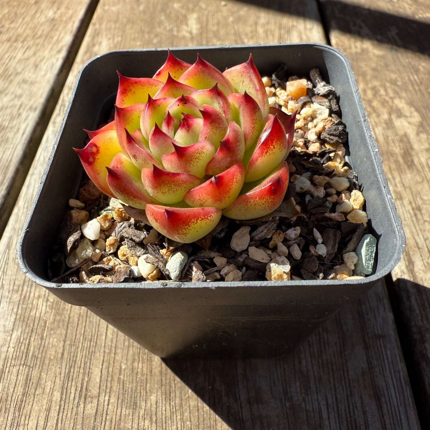 1908 Echeveria 'Moon Stone'