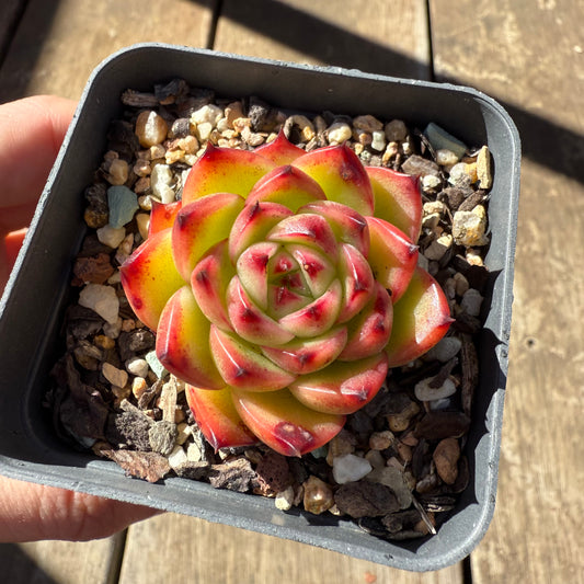 1908 Echeveria 'Moon Stone'