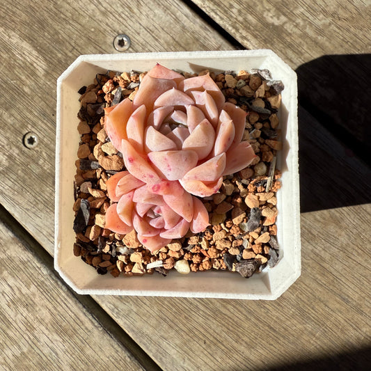1908 Echeveria Pure Love