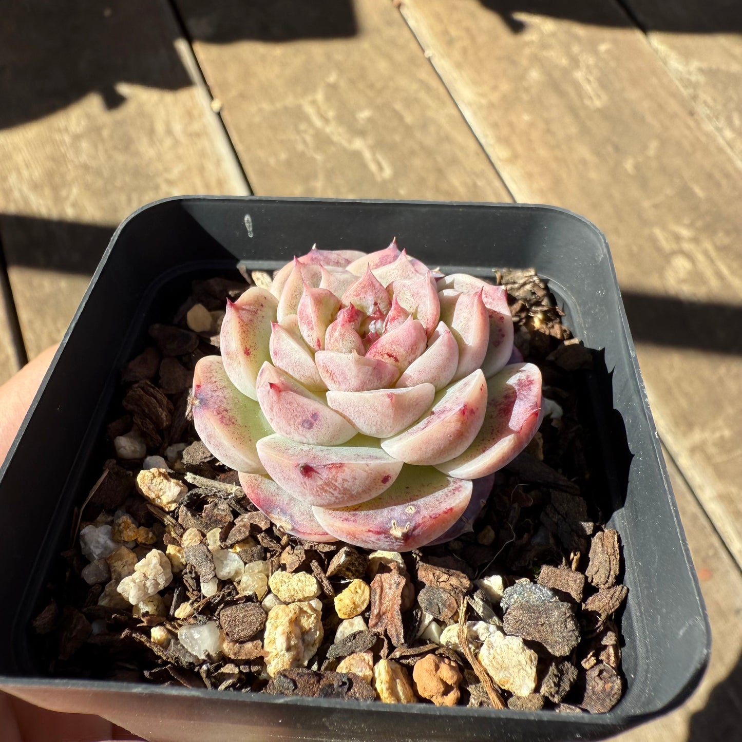 1908 Echeveria Red Velvet