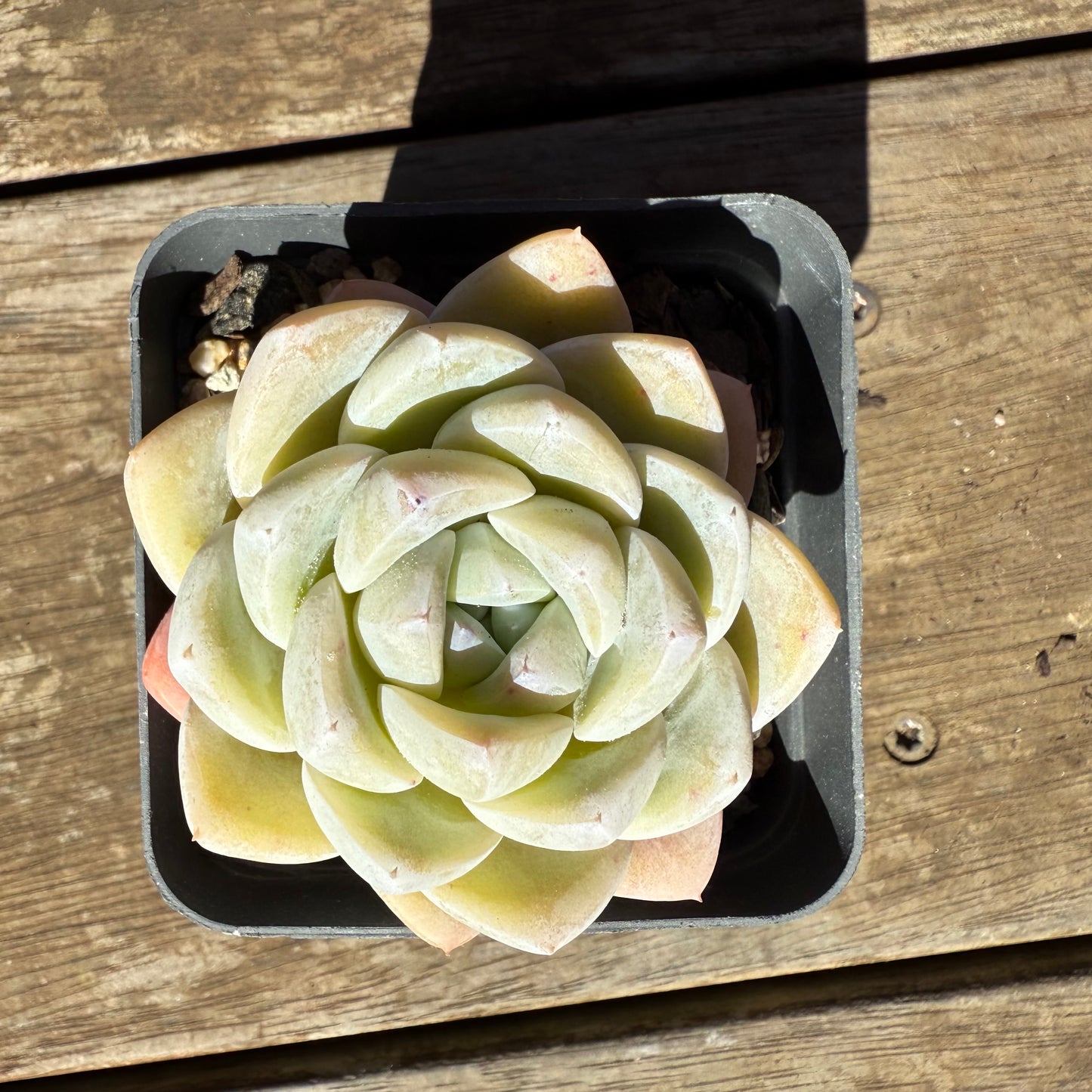 1908 Echeveria 'White Shell'