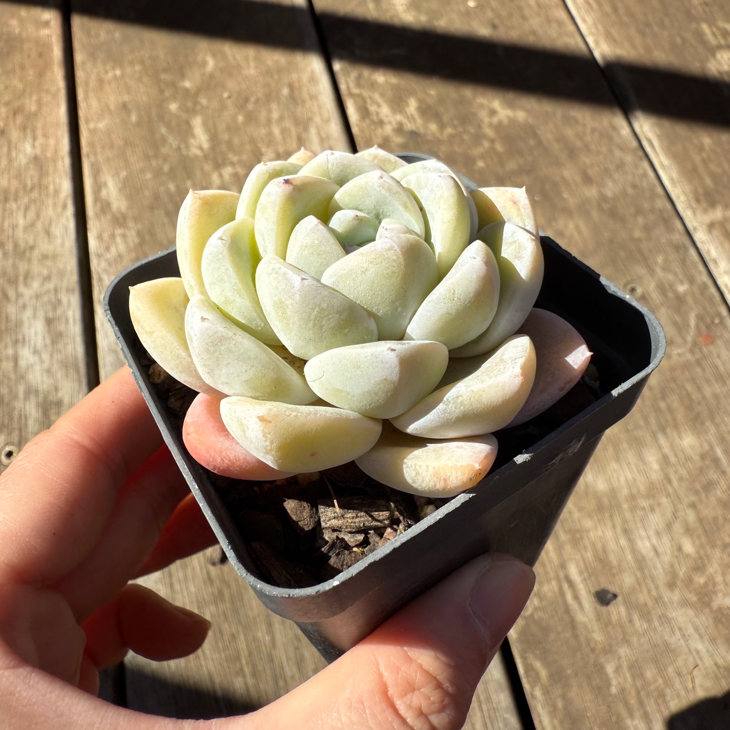1908 Echeveria 'White Shell'