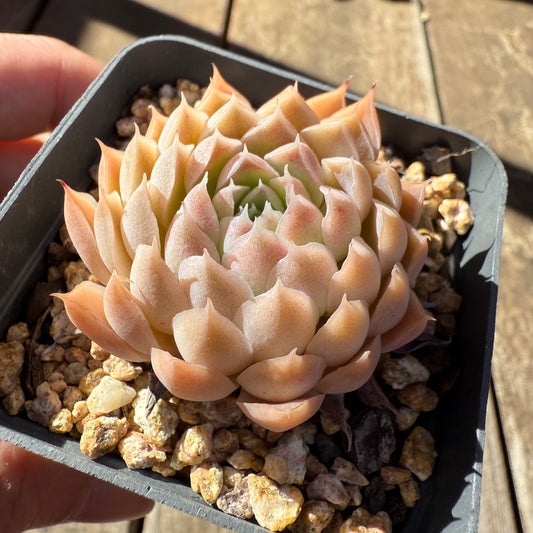 1908 Echeveria 'Ferris Wheel'