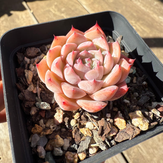 1908 Echeveria 'Firstlight'