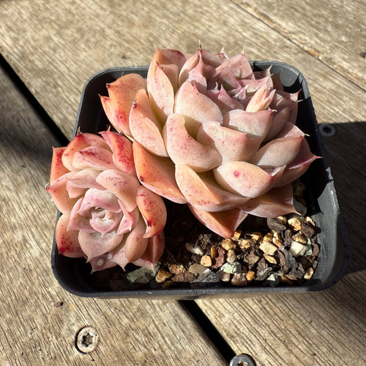 1908 Echeveria 'Jellyfish'