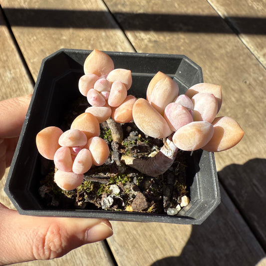 1908 Echeveria 'Lovell'