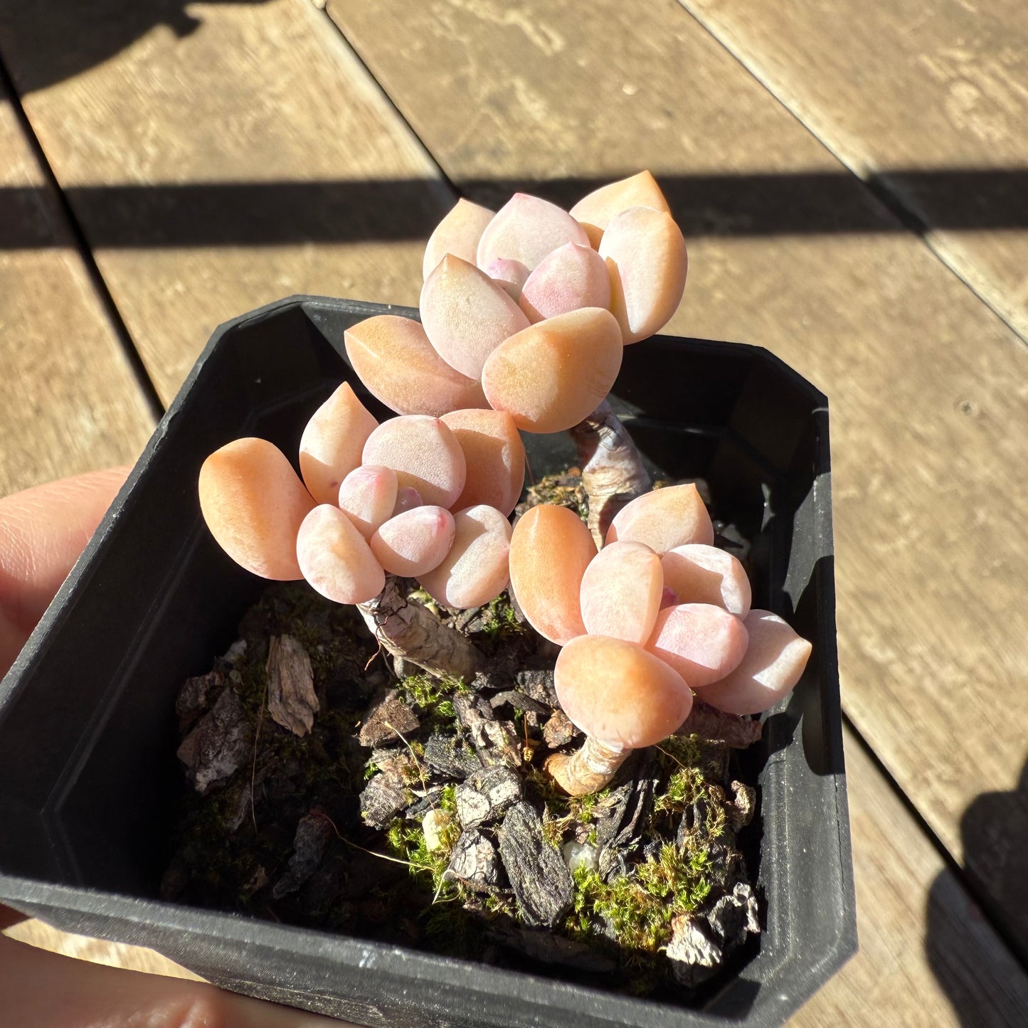 1908 洛菲儿