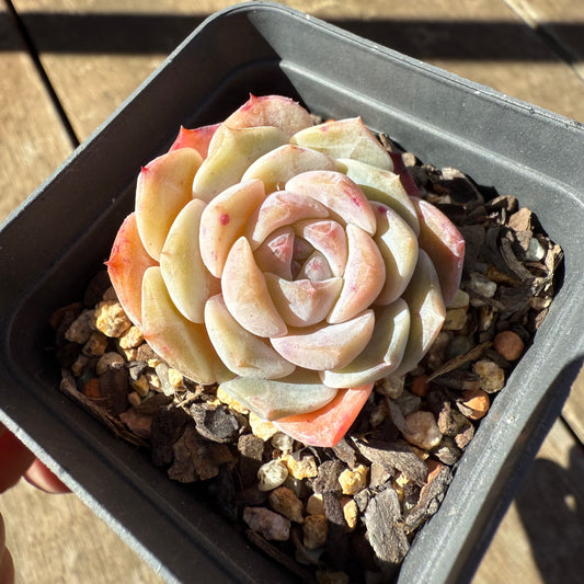 1908 Echeveria 'Pink Diamond'