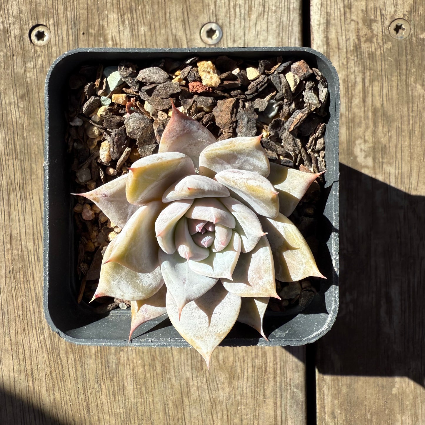 1908 Echeveria 'Snowflake'