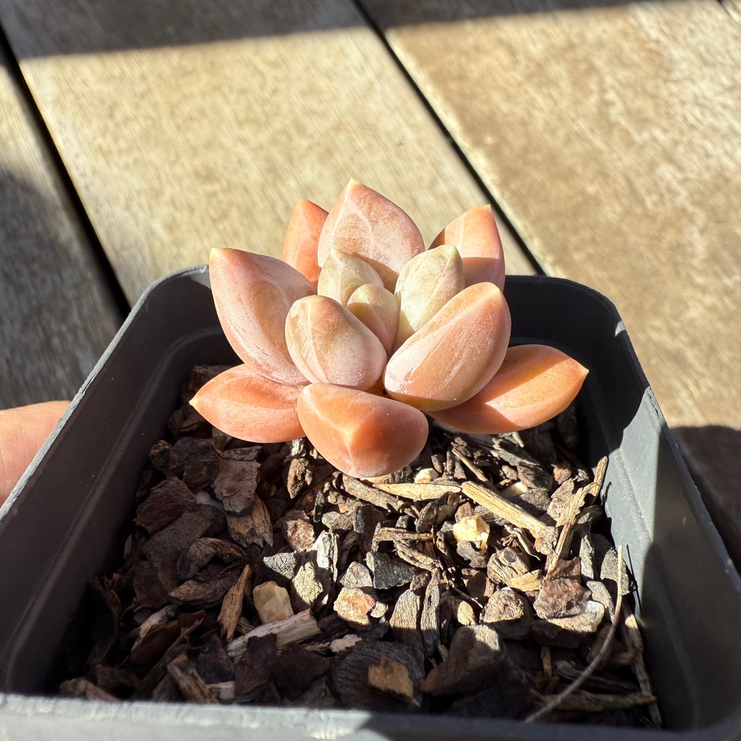 1908 Pachyveria Blue Finger