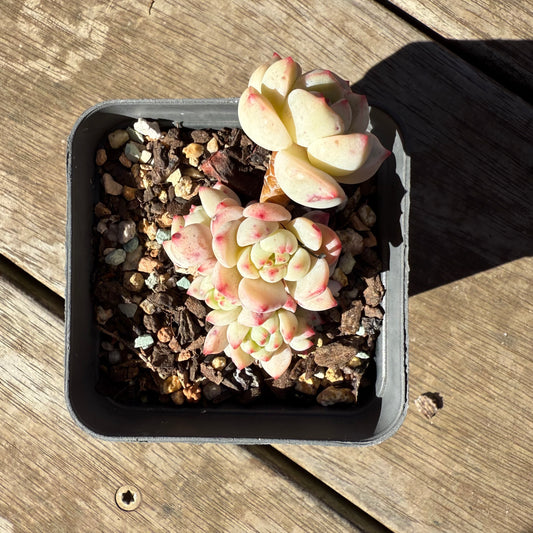 1908 Sedeveria Vanilla Bis