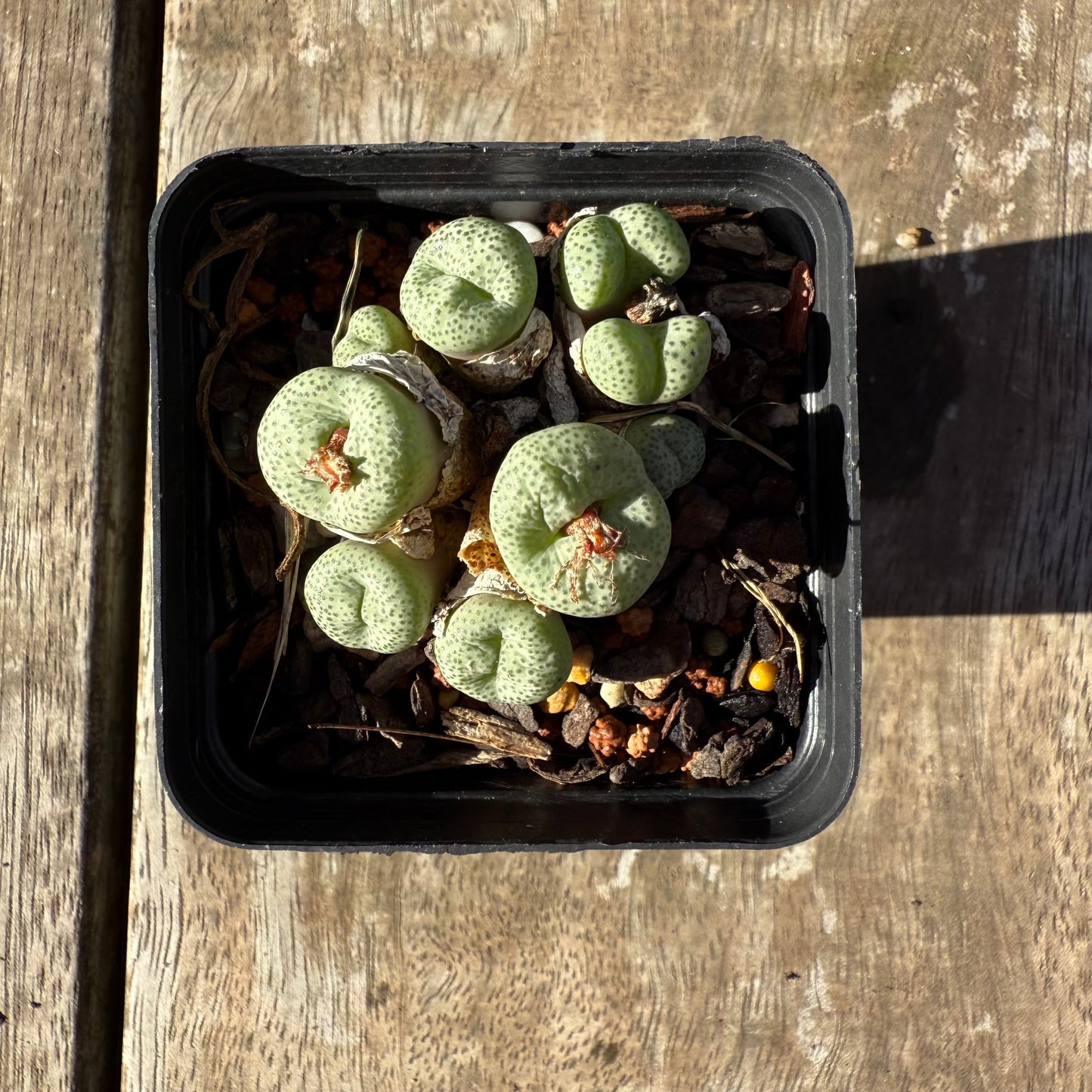 2005 Conophytum sp.