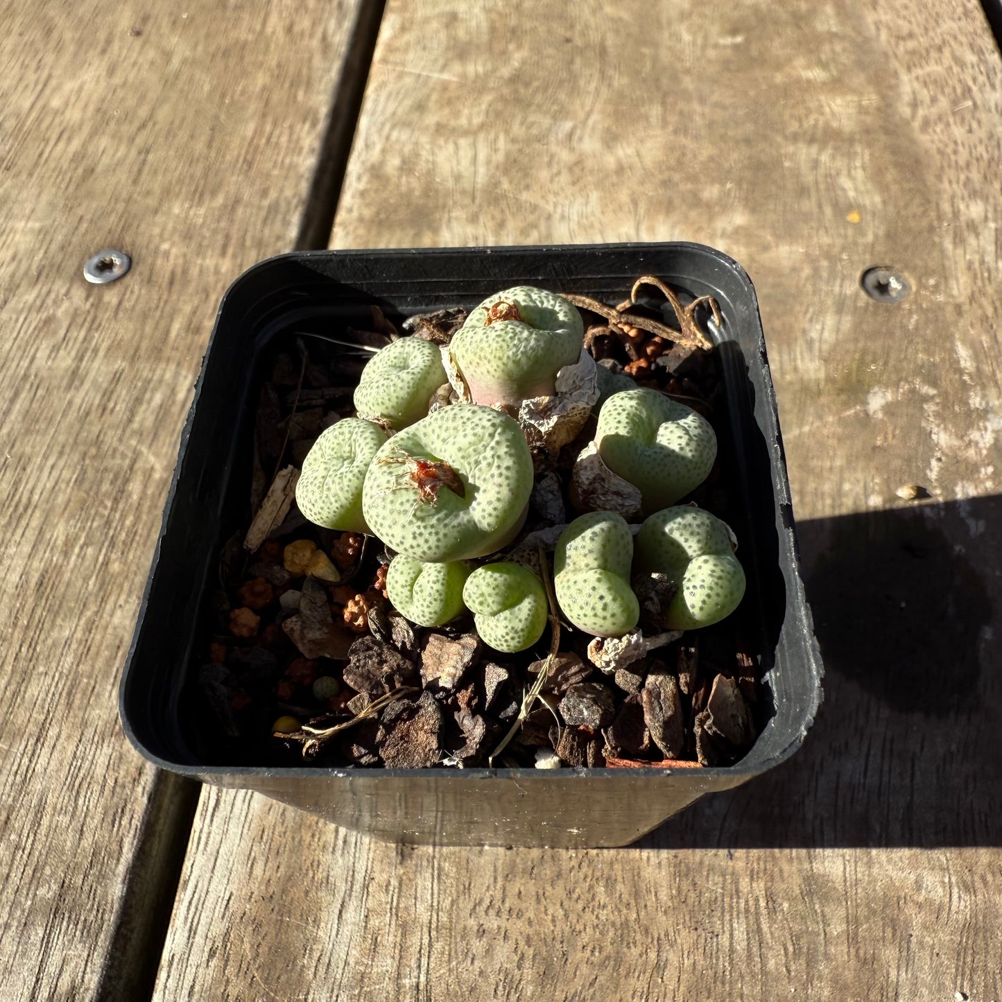 2005 Conophytum sp.