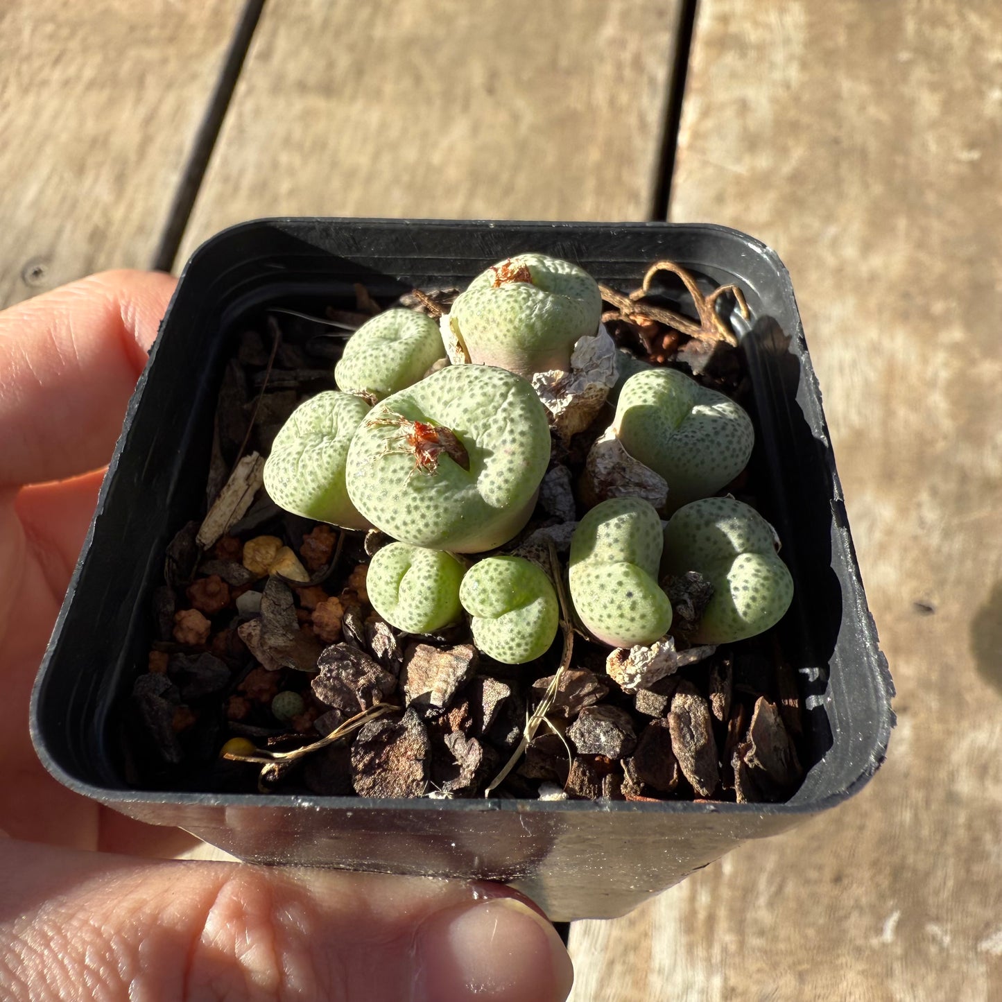2005 Conophytum sp.