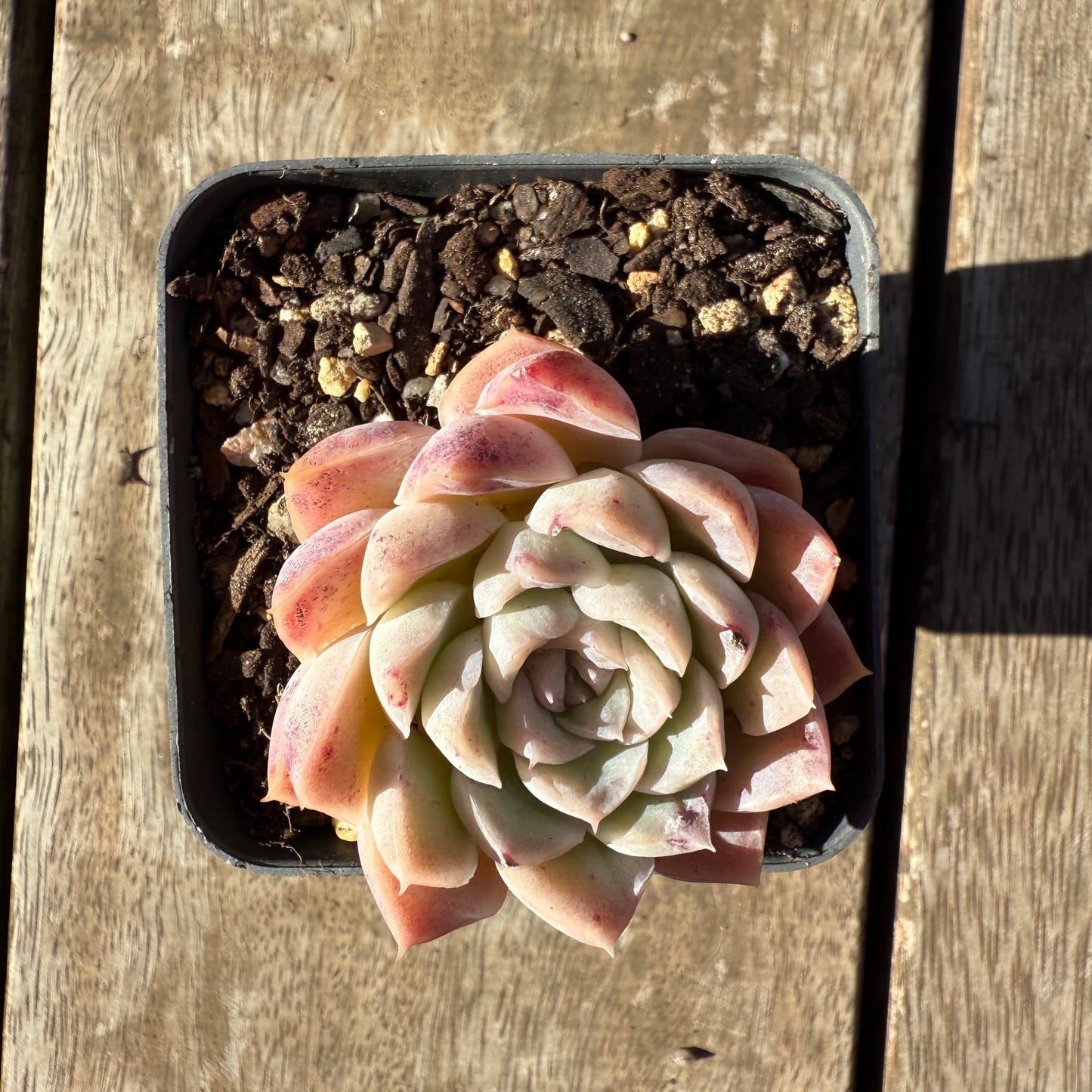 2005 Echeveria Albicans x Lindsayana