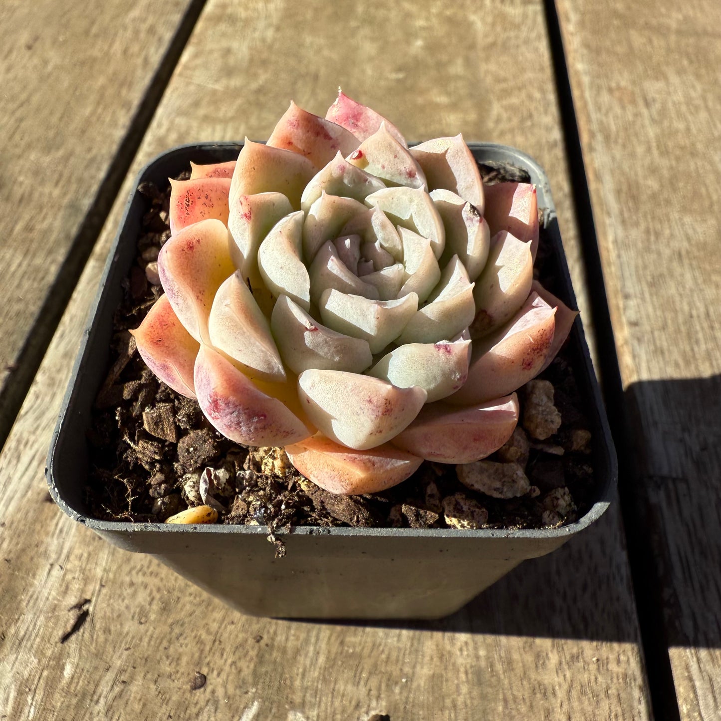 2005 Echeveria Albicans x Lindsayana