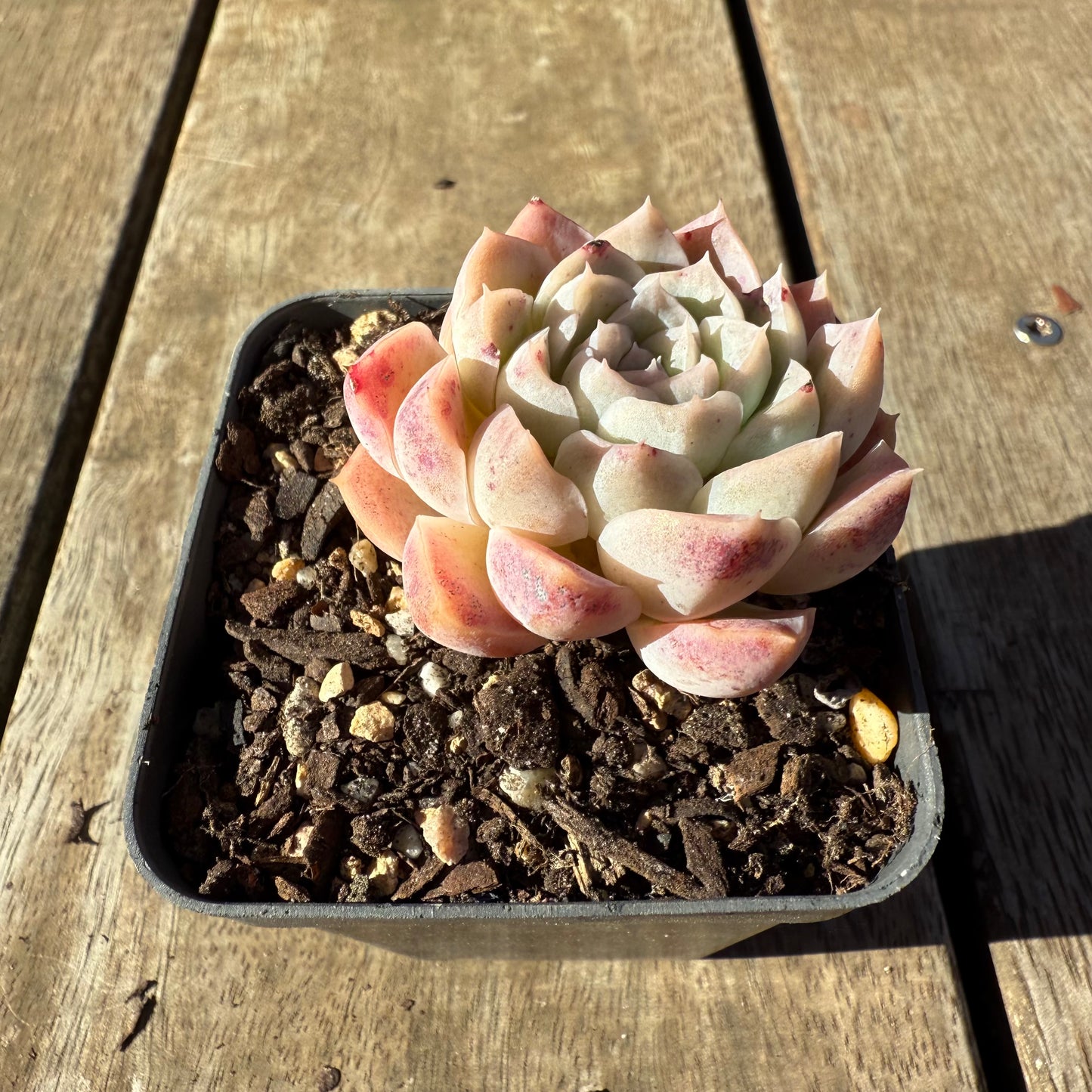 2005 Echeveria Albicans x Lindsayana