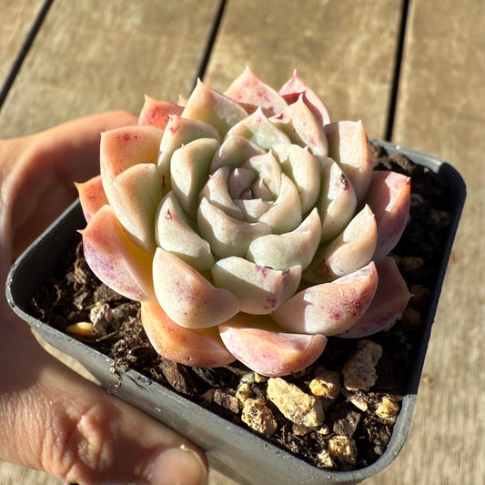 2005 Echeveria Albicans x Lindsayana