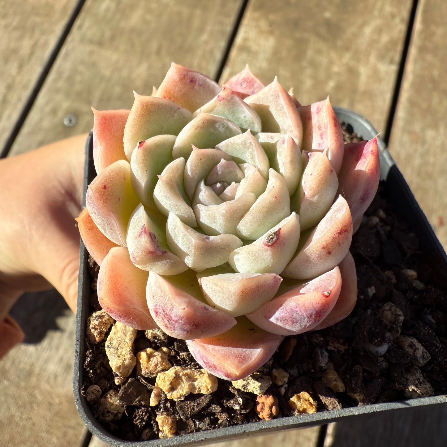2005 Echeveria Albicans x Lindsayana