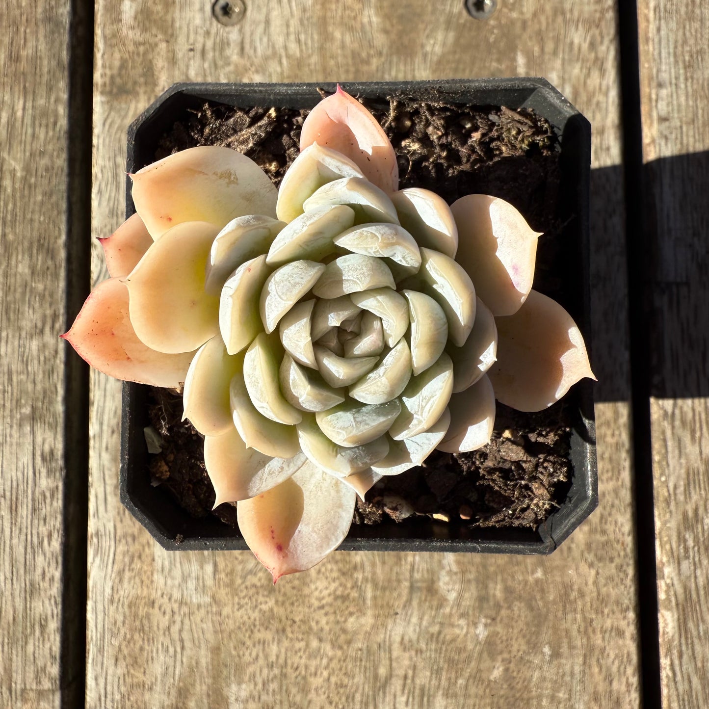 2005 Echeveria Big Blue