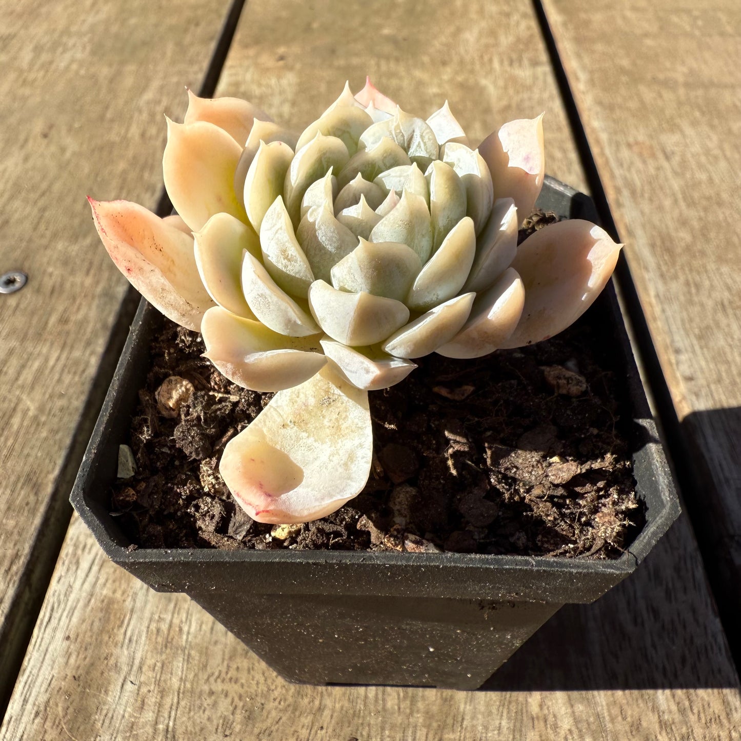 2005 Echeveria Big Blue