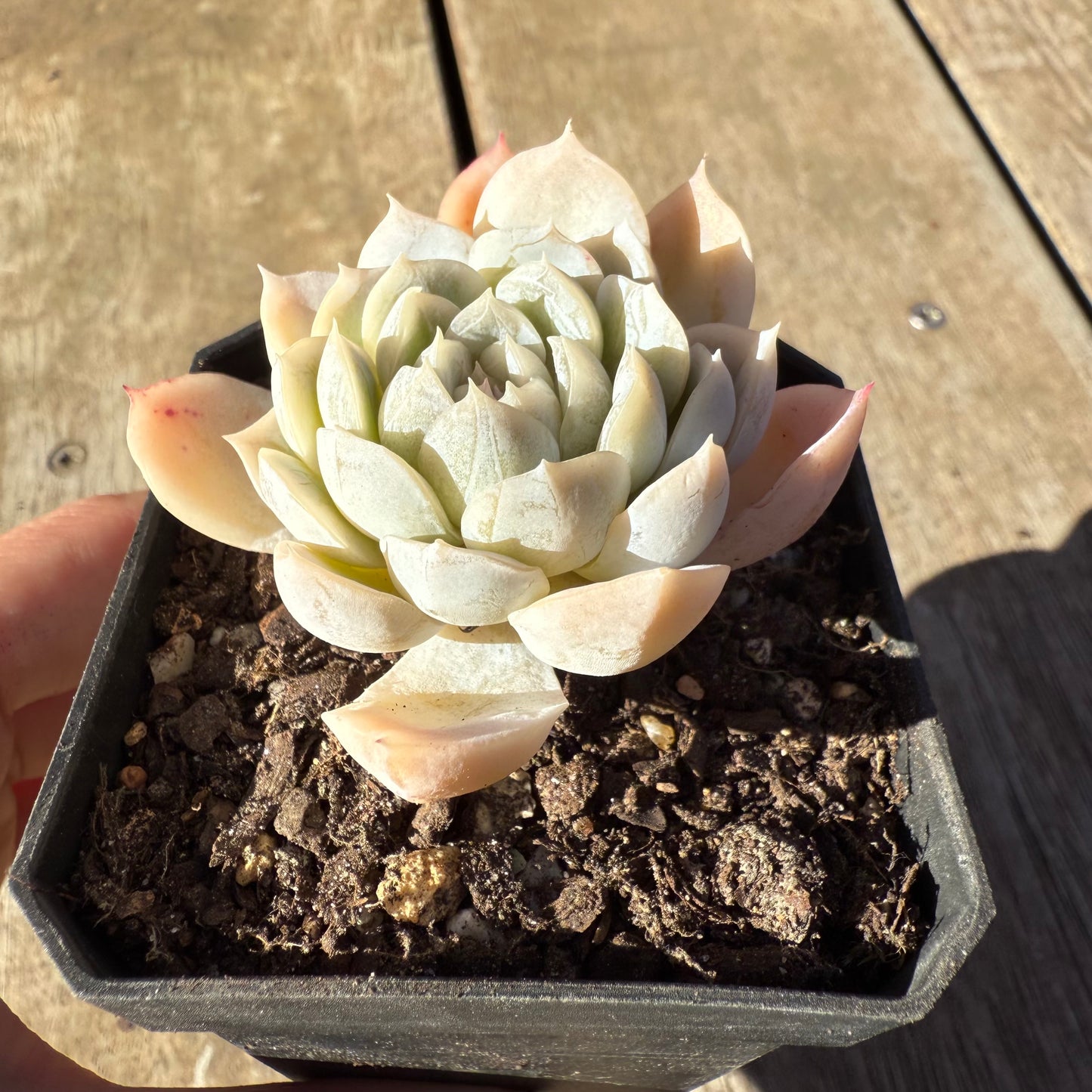 2005 Echeveria Big Blue