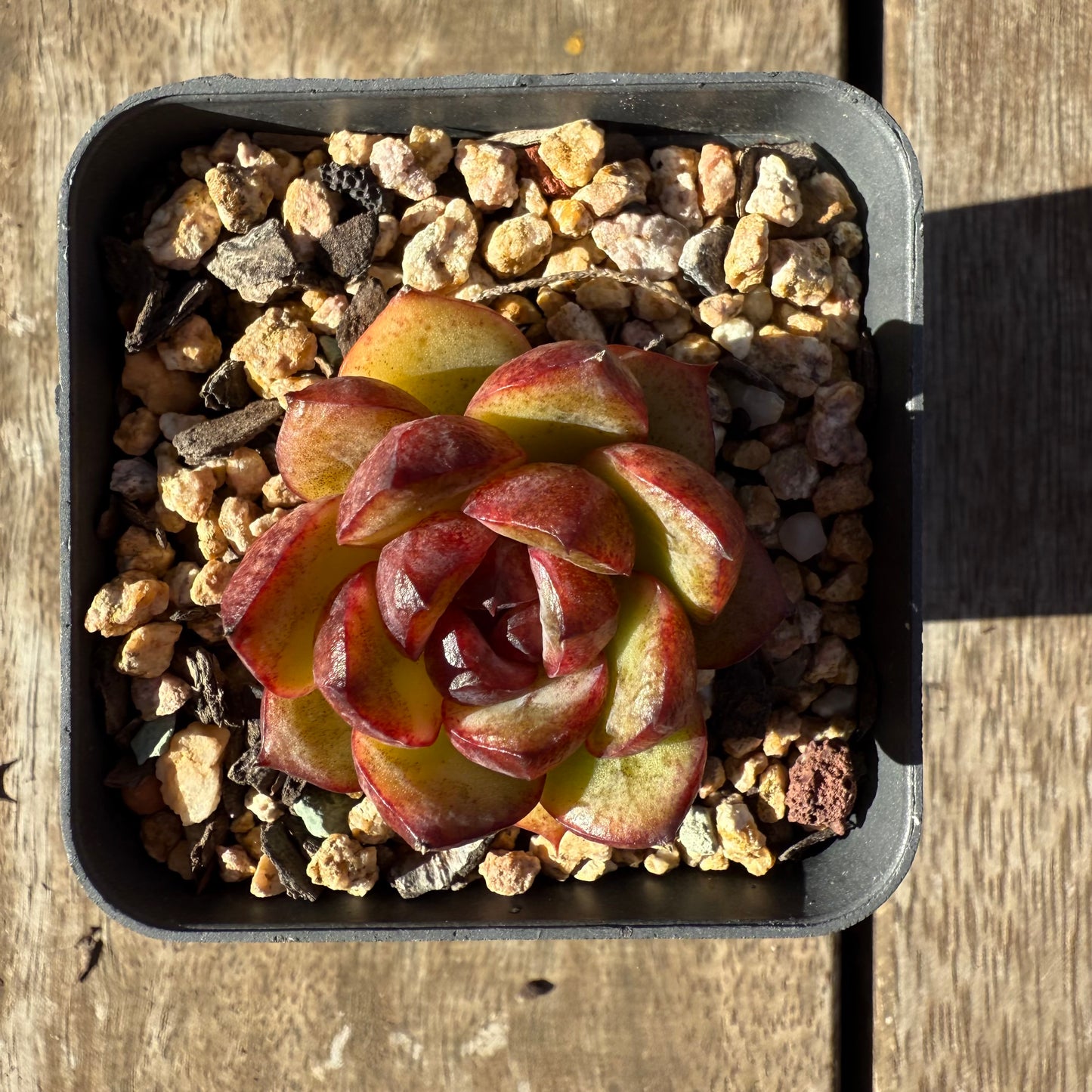 2005 Echeveria Black Crystal