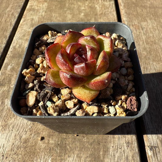 2005 Echeveria Black Crystal