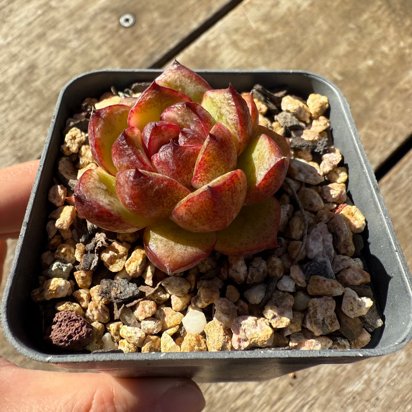 2005 Echeveria Black Crystal