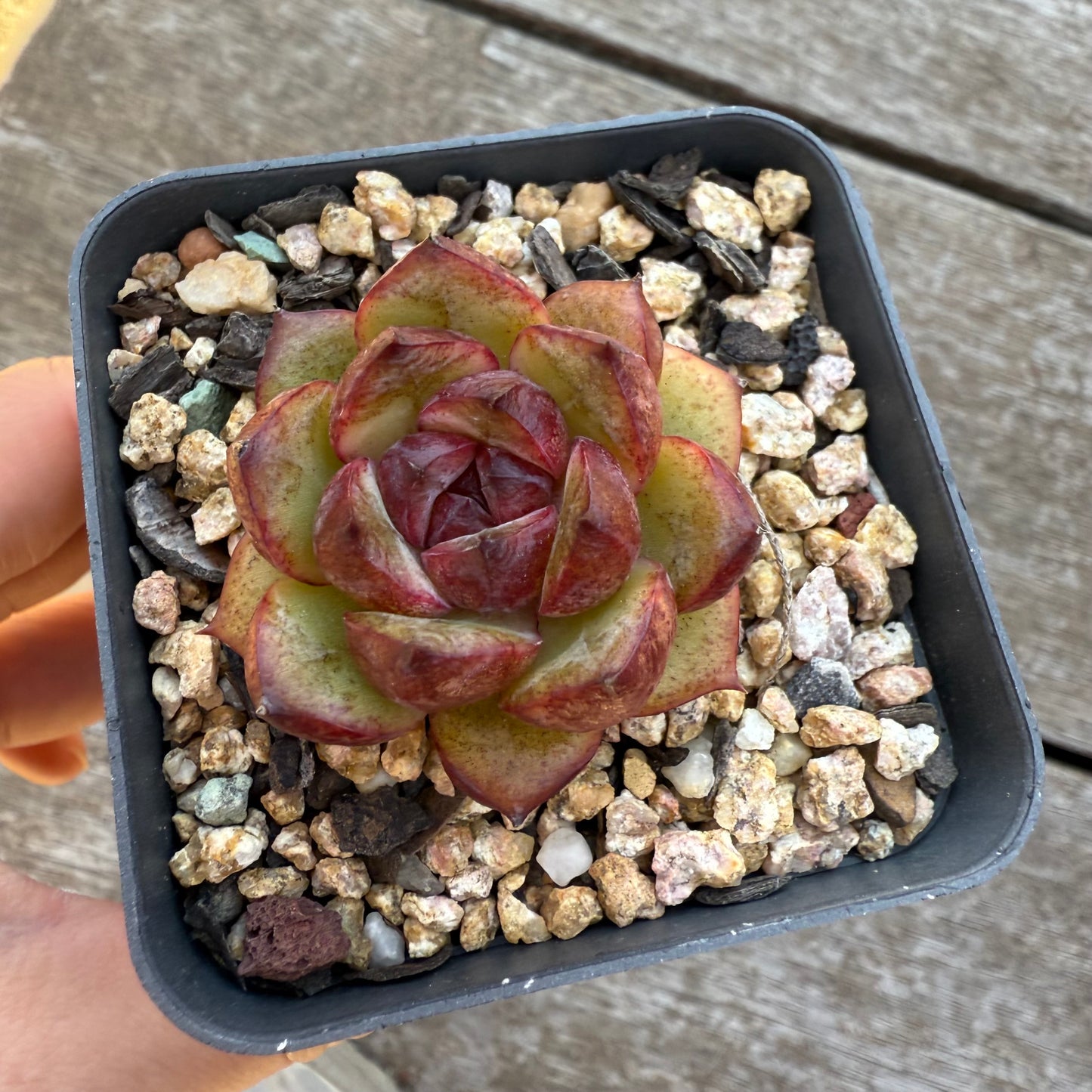 2005 Echeveria Black Crystal