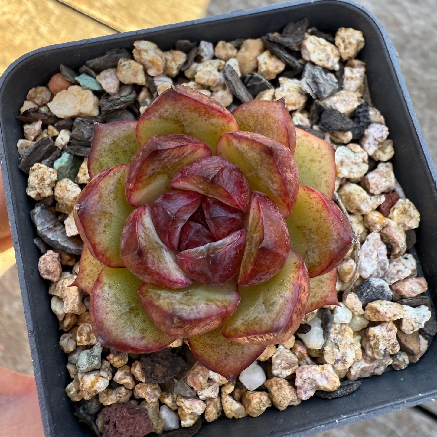 2005 Echeveria Black Crystal