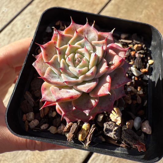 2005 Echeveria Fiona's Choice