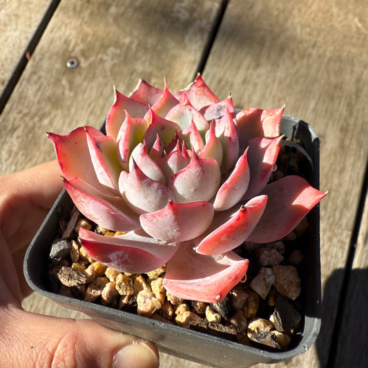 2005 Echeveria Laulensis x Tuxpan