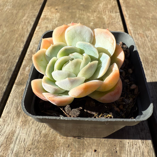2005 Echeveria Lemon Berry
