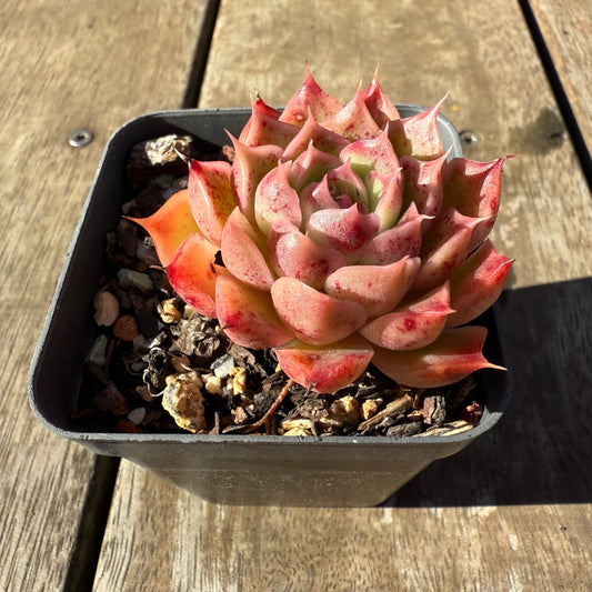 2005 Echeveria Mohican