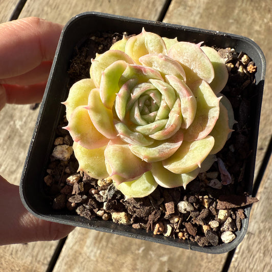2005 Echeveria Onslow