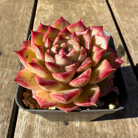 2005 Echeveria 'Queen Red'