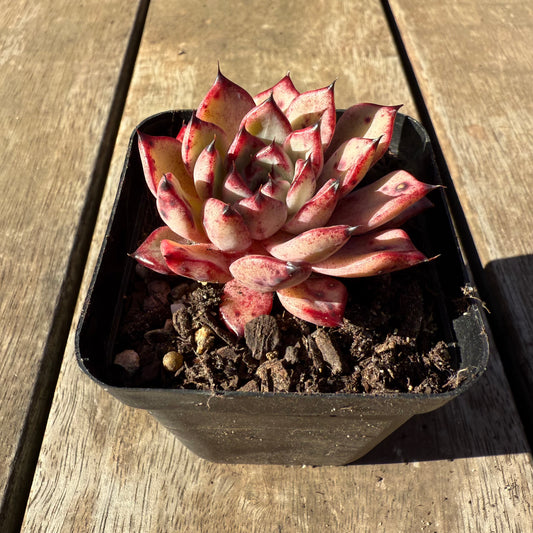 2005 Echeveria Sarahime x Romeo