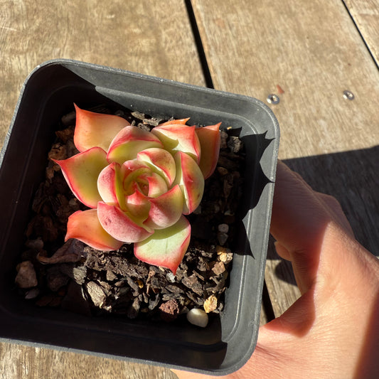 2005 Echeveria 'Lotus Lantern'