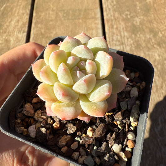 2005 Echeveria 'Pearls'