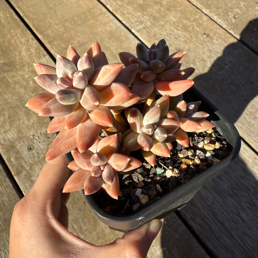 2005 Pachyphytum Compactum