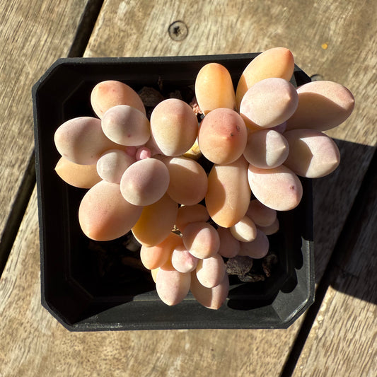 2005 Pachyphytum 'Egg Tart'