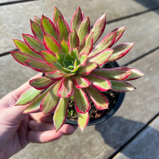 2008 Aeonium Peacock Variegated